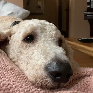 Meet your Posher, Mark